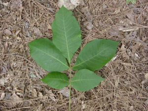 mockernut hickory leaves